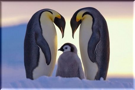 動物たちに癒やしてもらうトピック