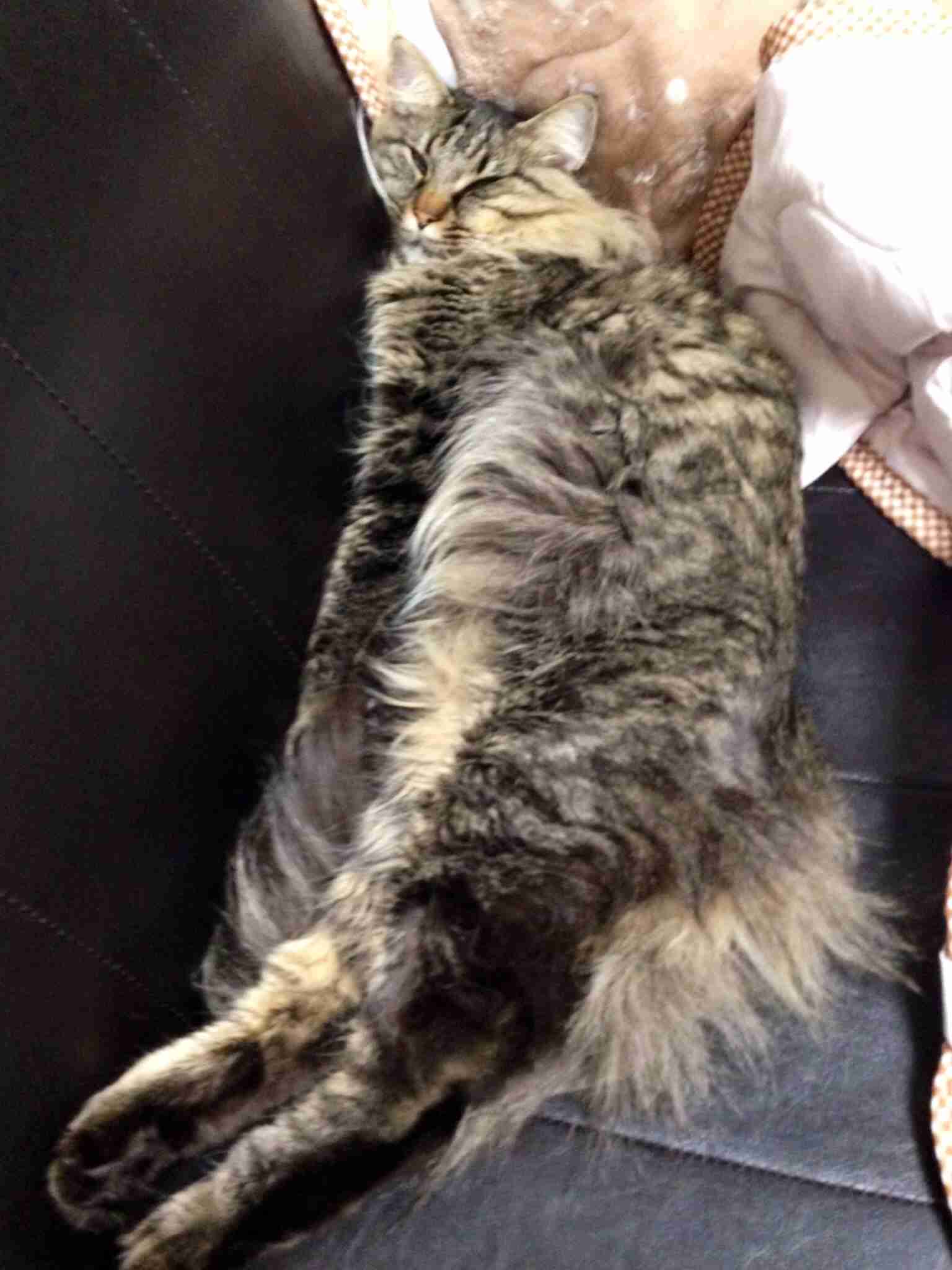 動物たちに癒やしてもらうトピック