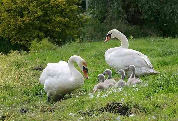 動物たちに癒やしてもらうトピック