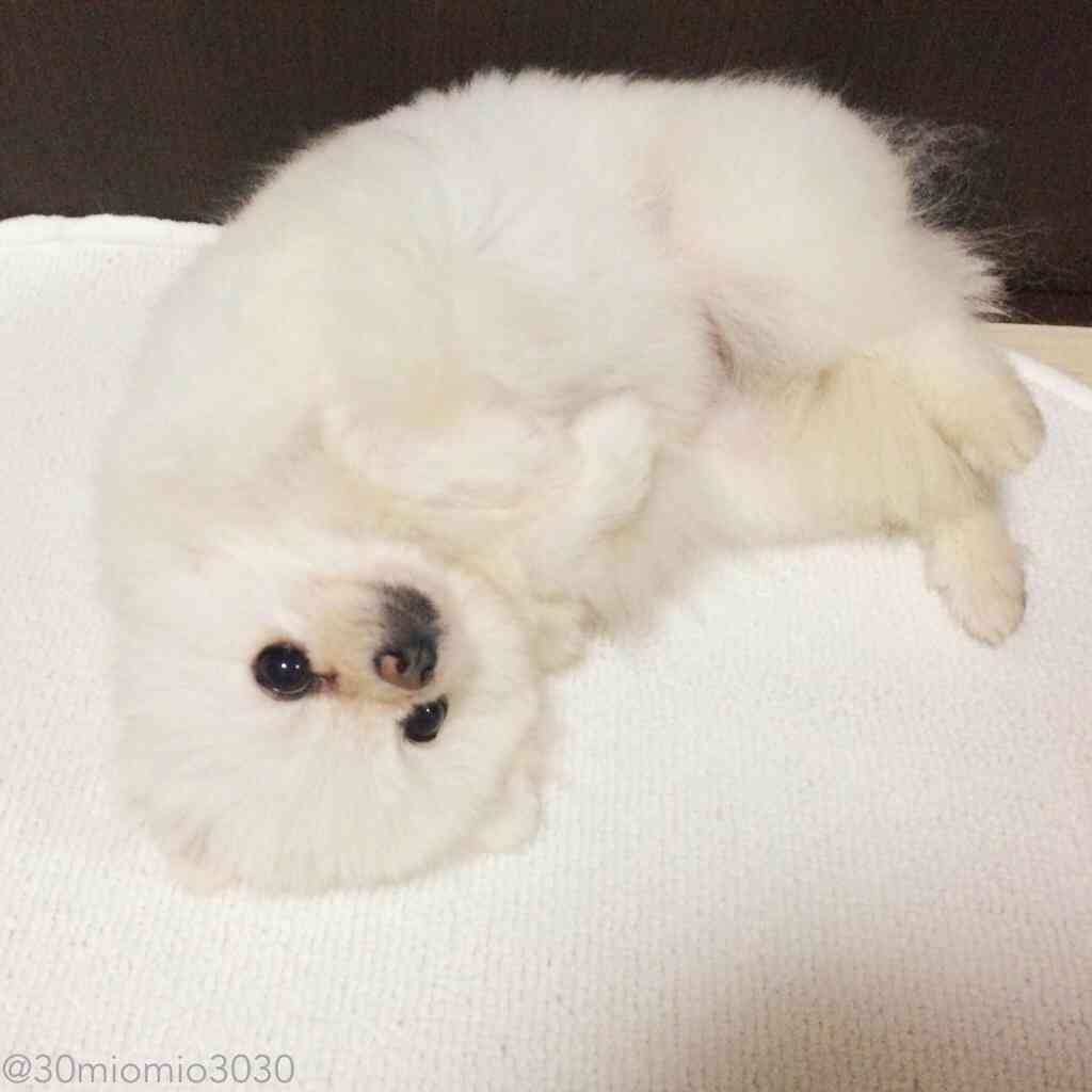 動物たちに癒やしてもらうトピック