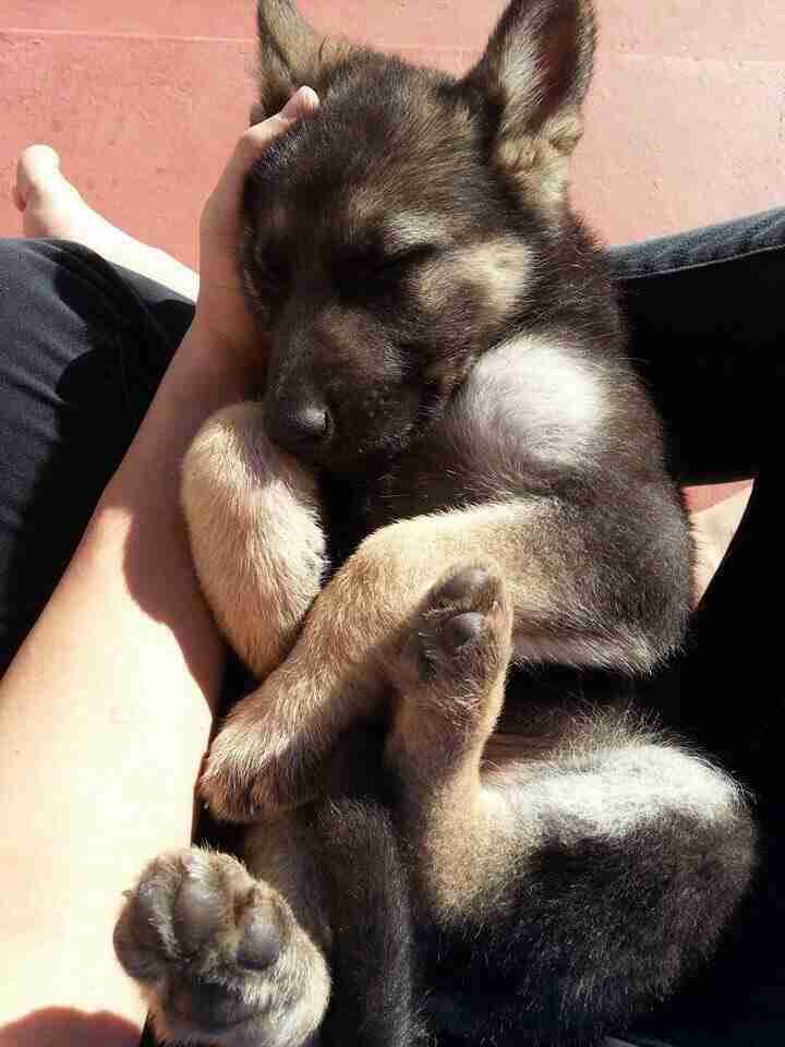 動物たちに癒やしてもらうトピック