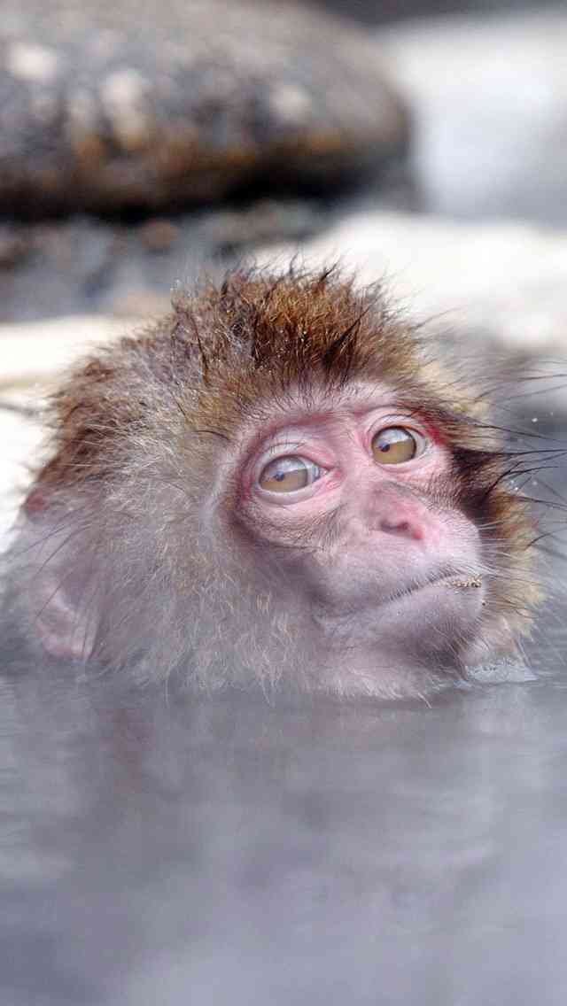 動物たちに癒やしてもらうトピック