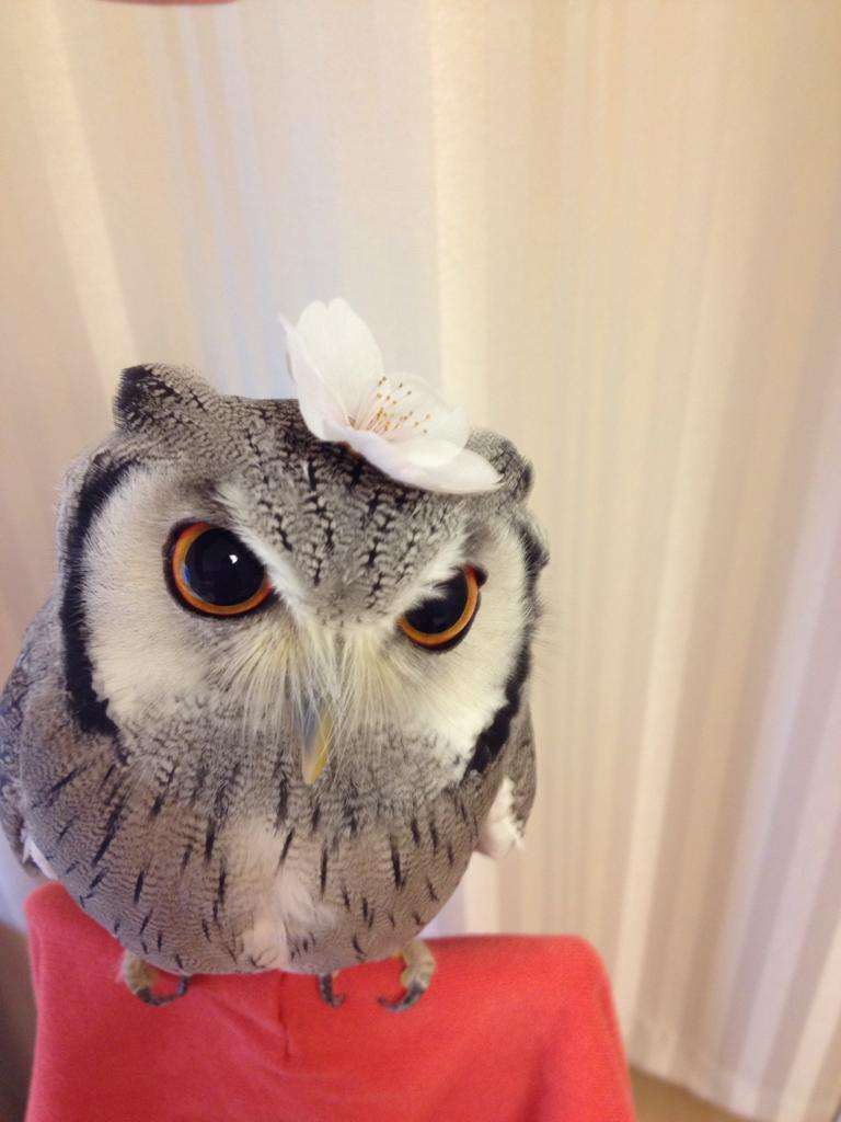 動物たちに癒やしてもらうトピック