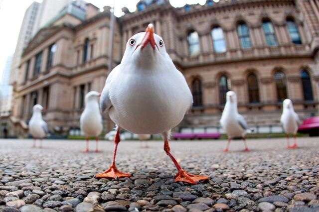 動物たちに癒やしてもらうトピック