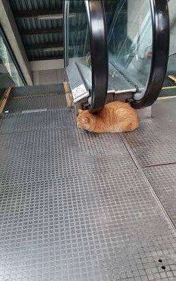 動物たちに癒やしてもらうトピック