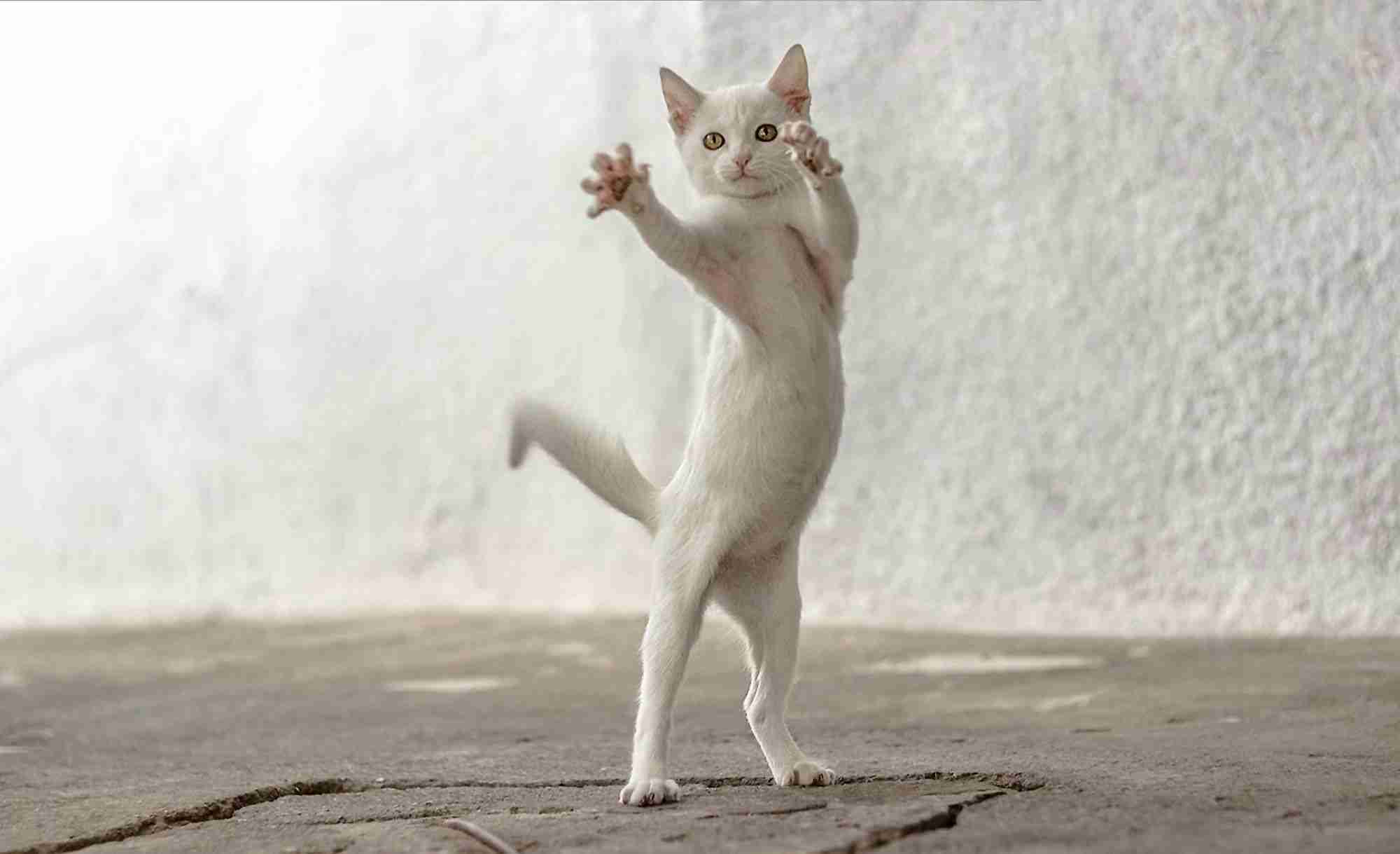 動物たちに癒やしてもらうトピック