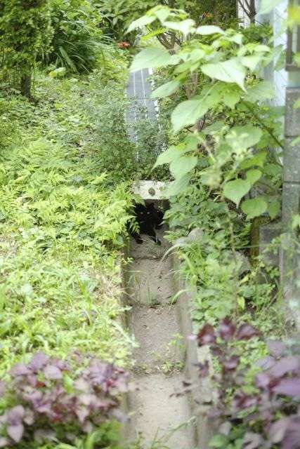 動物たちに癒やしてもらうトピック