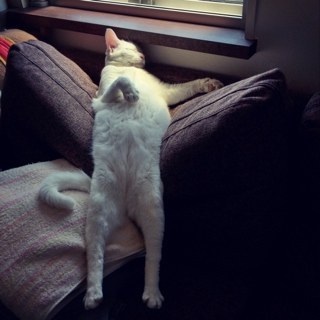 動物たちに癒やしてもらうトピック