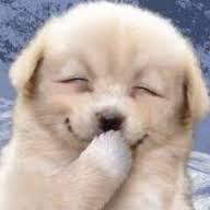 動物たちに癒やしてもらうトピック