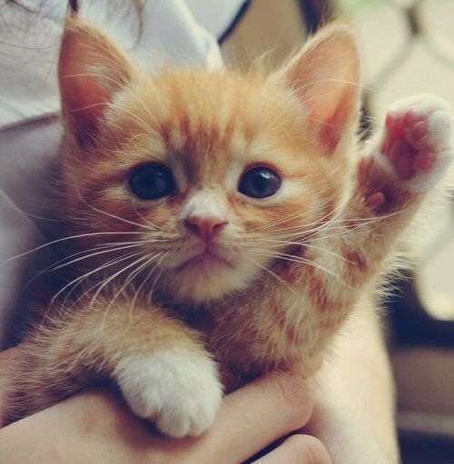 動物たちに癒やしてもらうトピック