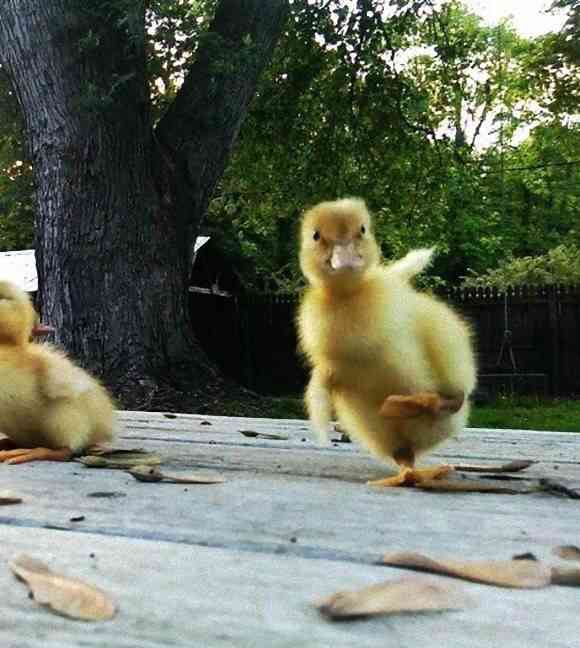 動物たちに癒やしてもらうトピック