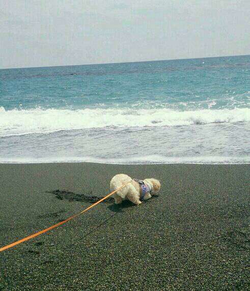 動物たちに癒やしてもらうトピック