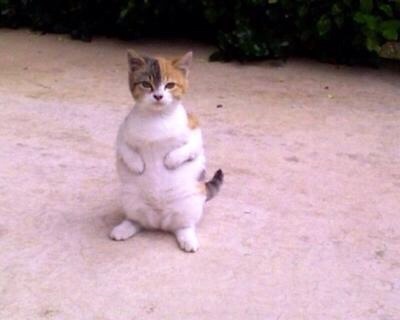 動物たちに癒やしてもらうトピック