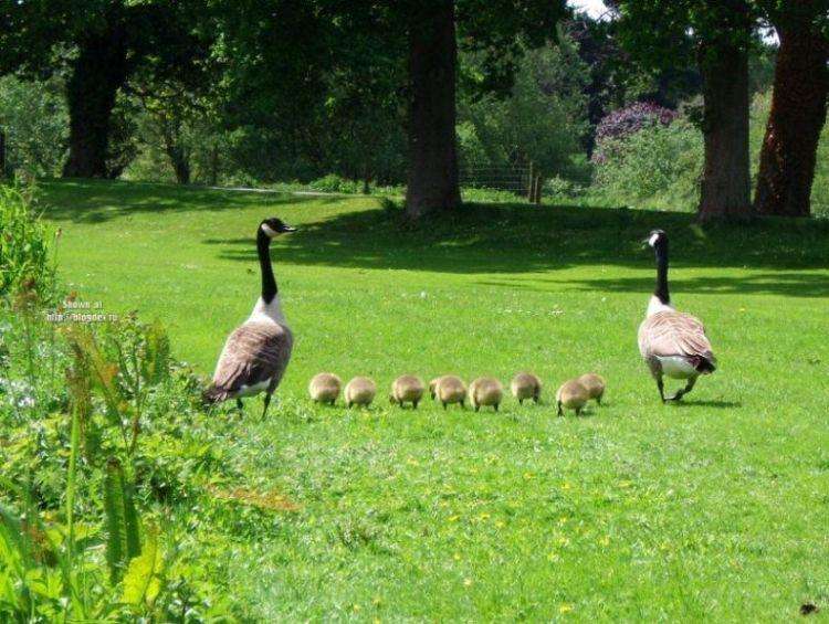 動物たちに癒やしてもらうトピック