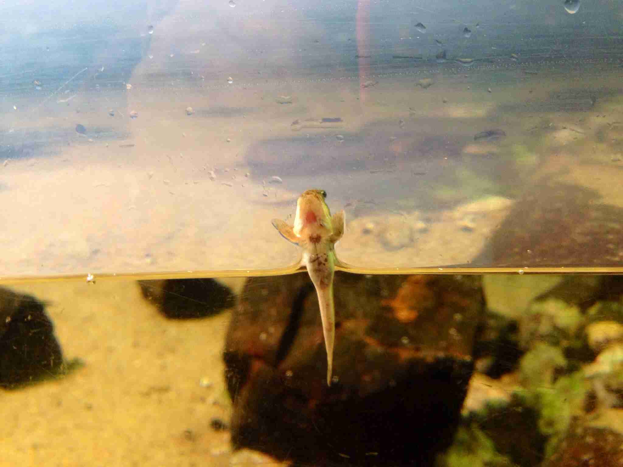 動物たちに癒やしてもらうトピック