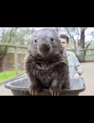 動物たちに癒やしてもらうトピック