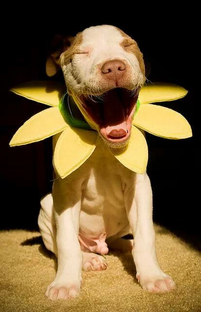 動物たちに癒やしてもらうトピック