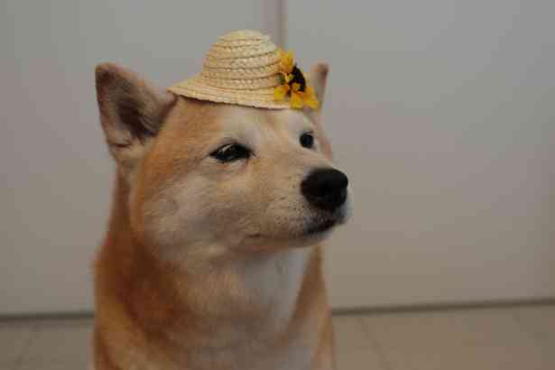 動物たちに癒やしてもらうトピック