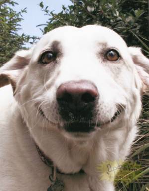 動物たちに癒やしてもらうトピック