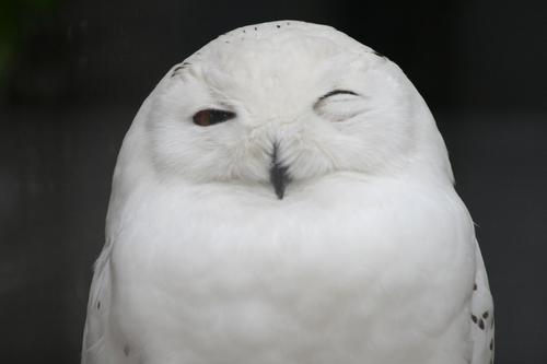 動物たちに癒やしてもらうトピック