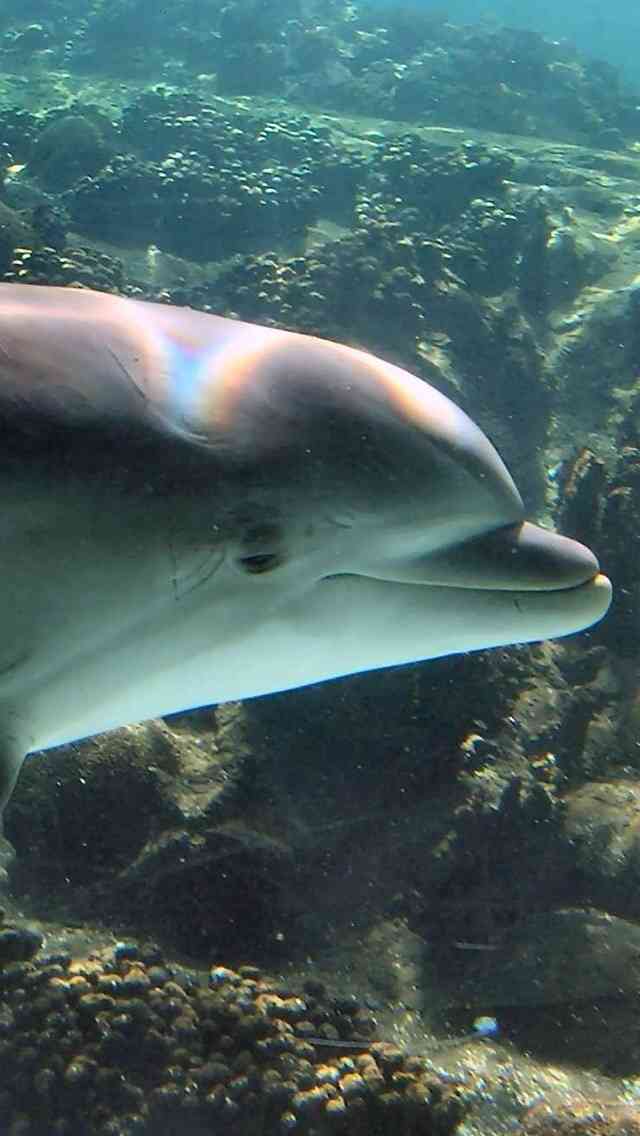 動物たちに癒やしてもらうトピック