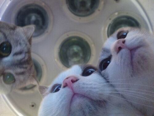 動物たちに癒やしてもらうトピック