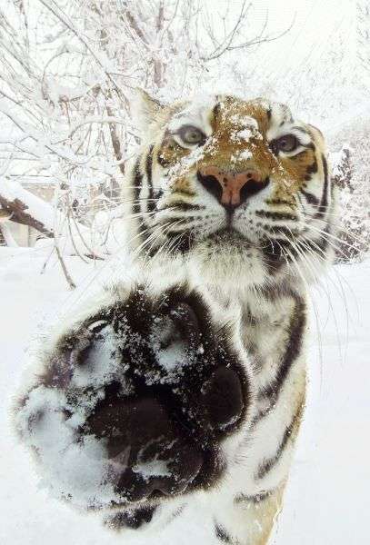 動物たちに癒やしてもらうトピック