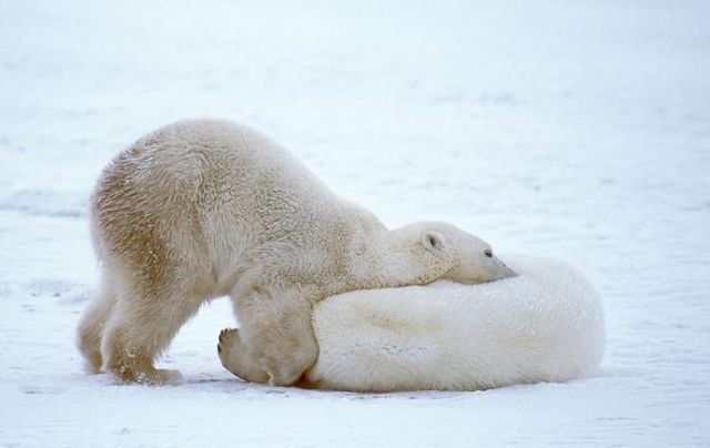 動物たちに癒やしてもらうトピック