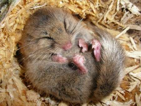 動物たちに癒やしてもらうトピック