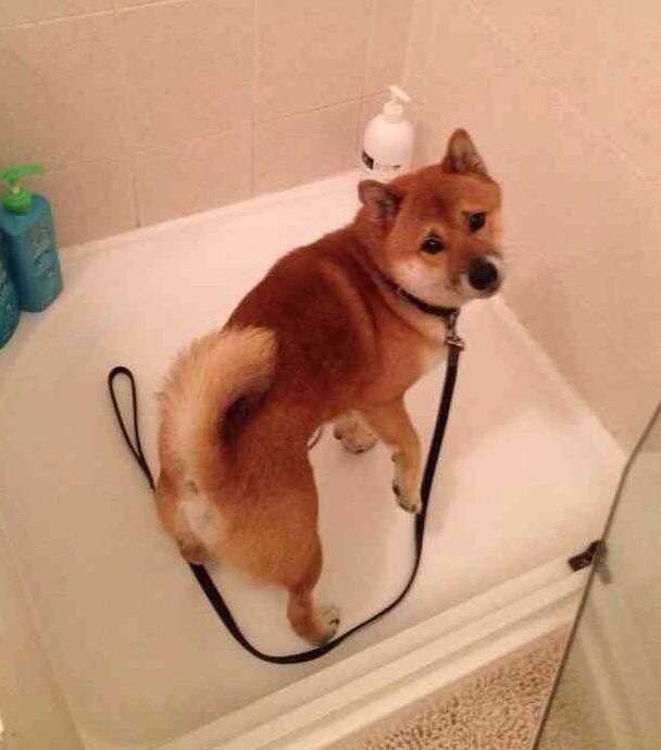 動物たちに癒やしてもらうトピック