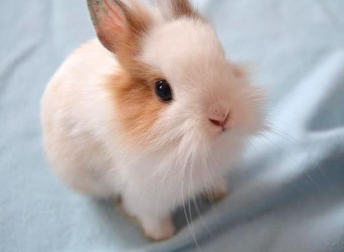 動物たちに癒やしてもらうトピック