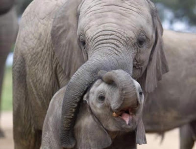 動物たちに癒やしてもらうトピック