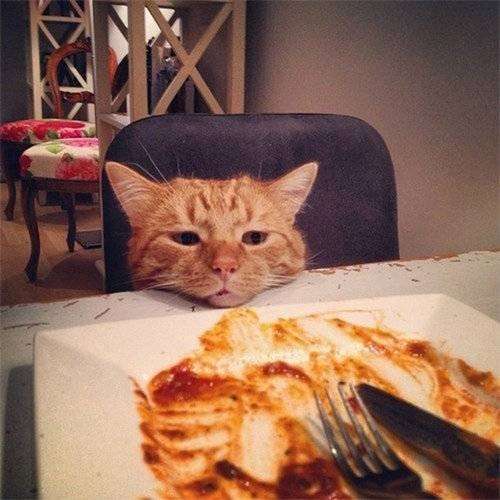 動物たちに癒やしてもらうトピック