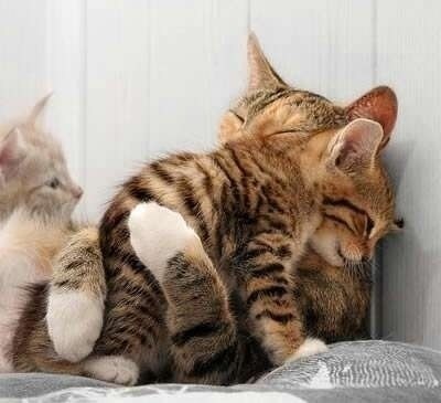 動物たちに癒やしてもらうトピック