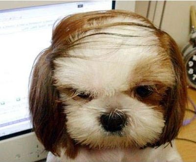 動物たちに癒やしてもらうトピック