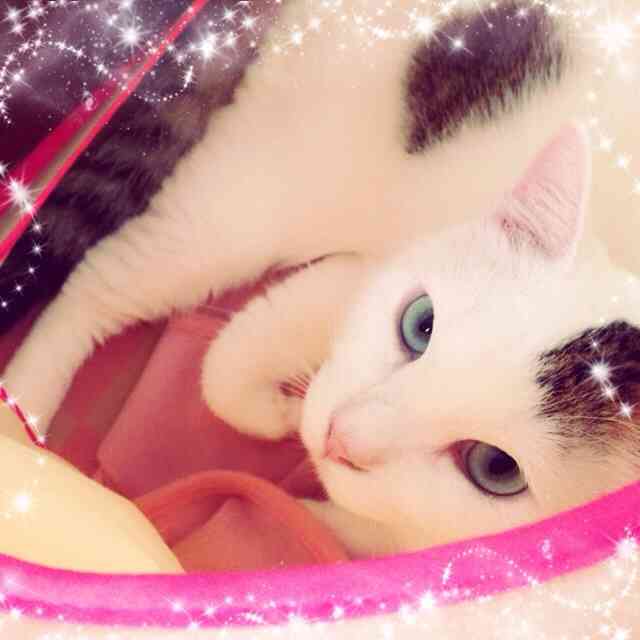 動物たちに癒やしてもらうトピック