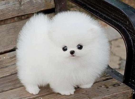 動物たちに癒やしてもらうトピック