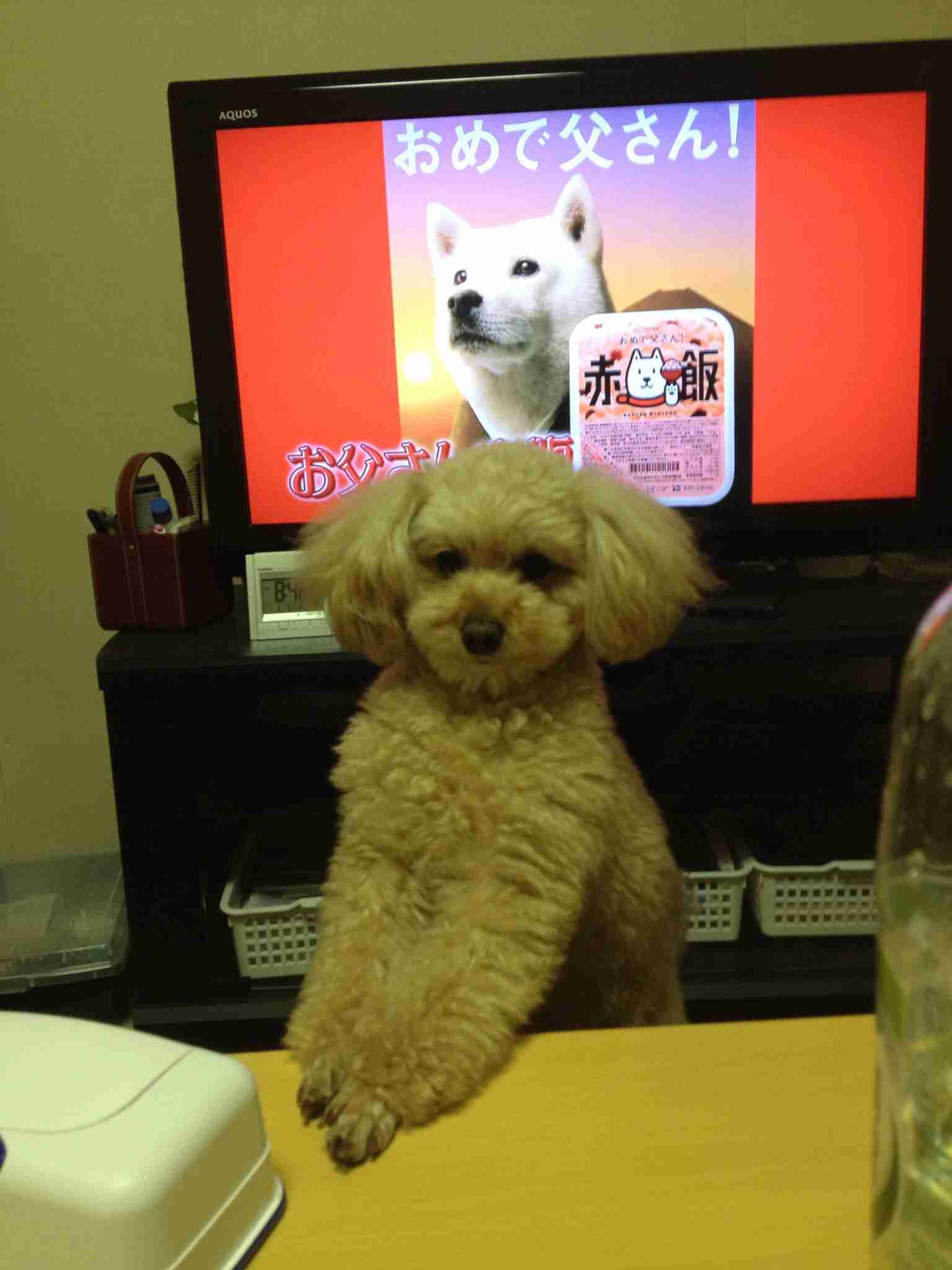 動物たちに癒やしてもらうトピック