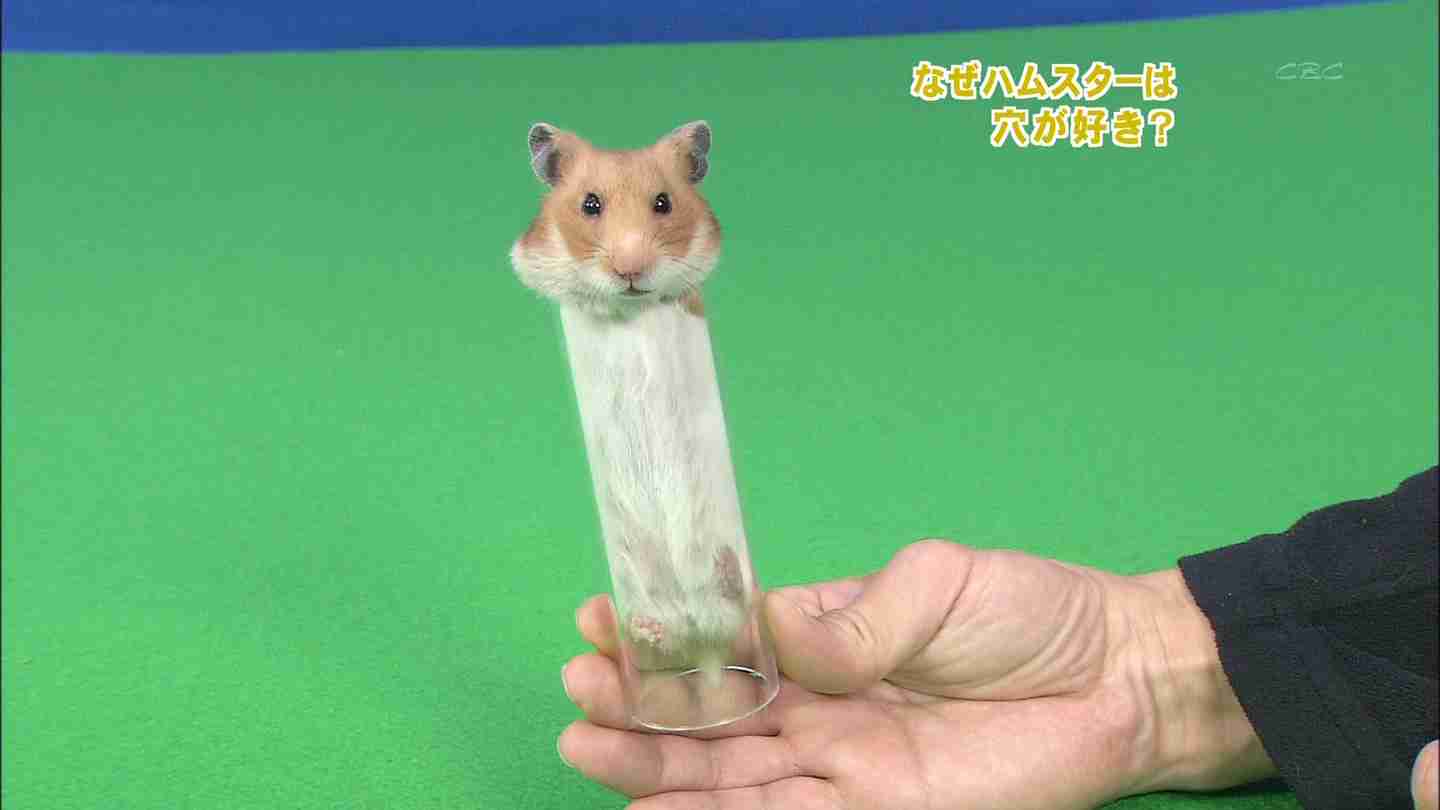 じわじわくる画像をください