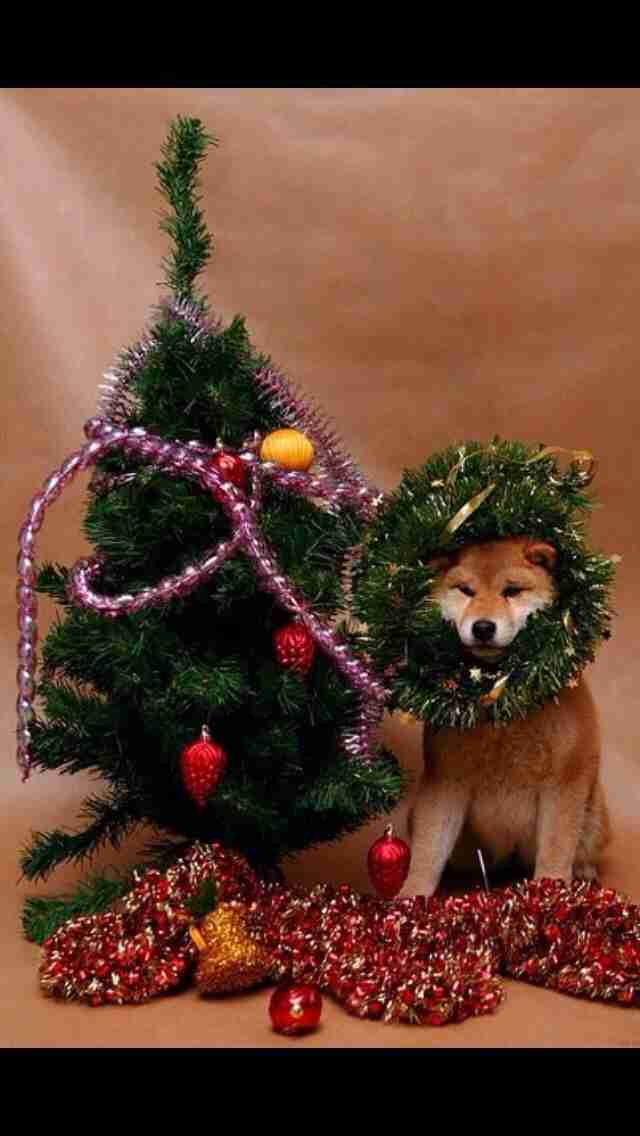 じわじわくる画像をください