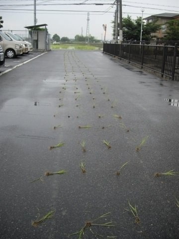 じわじわくる画像をください