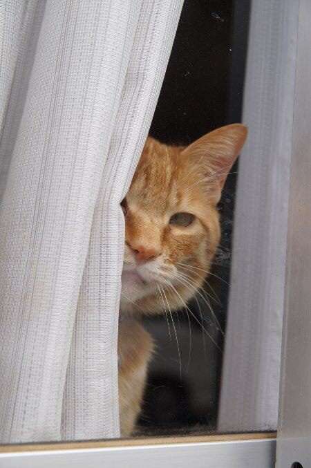 じわじわくる画像をください