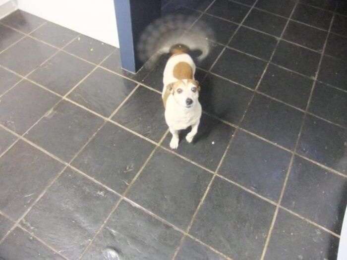 じわじわくる画像をください