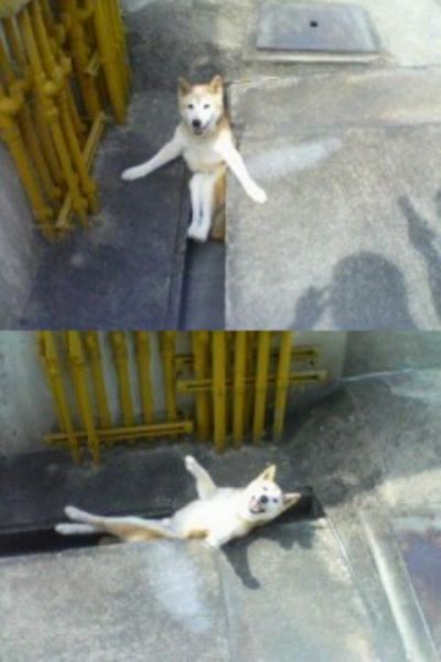 じわじわくる画像をください