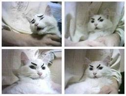 じわじわくる画像をください