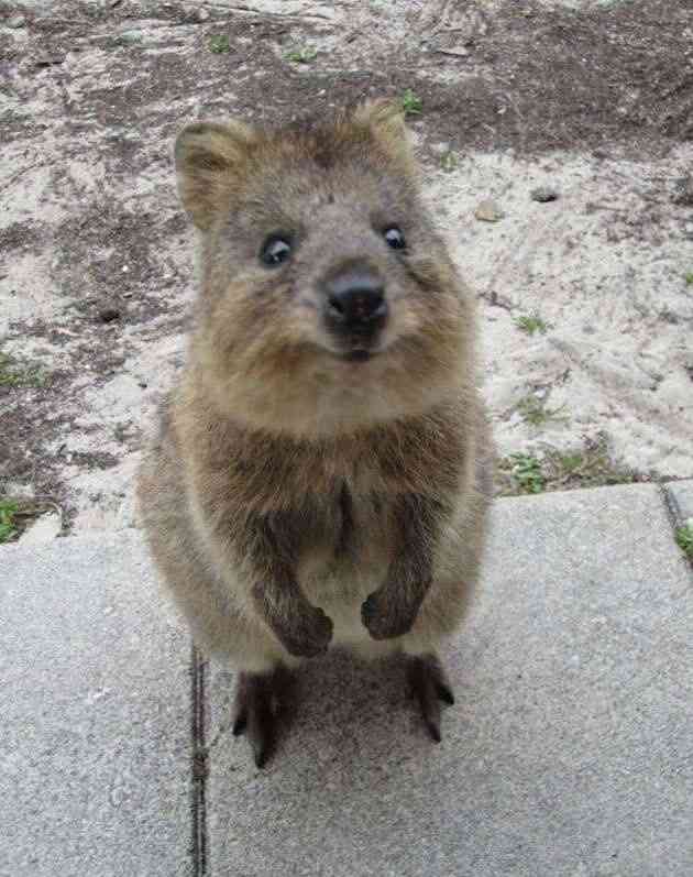 じわじわくる画像をください