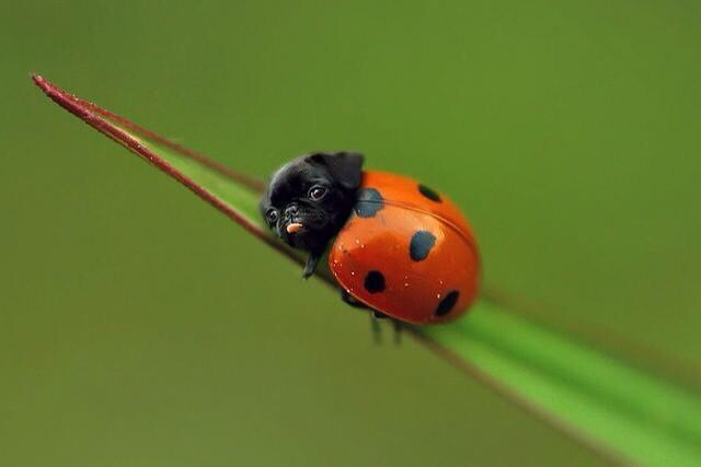 じわじわくる画像をください