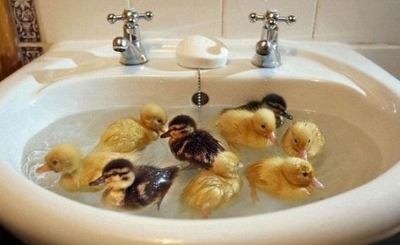 心が温まる画像をください。