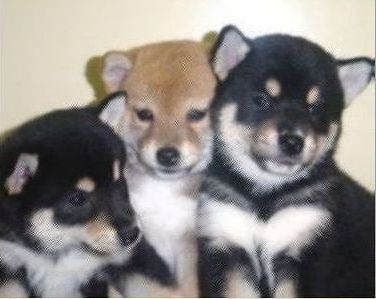 心が温まる画像をください。