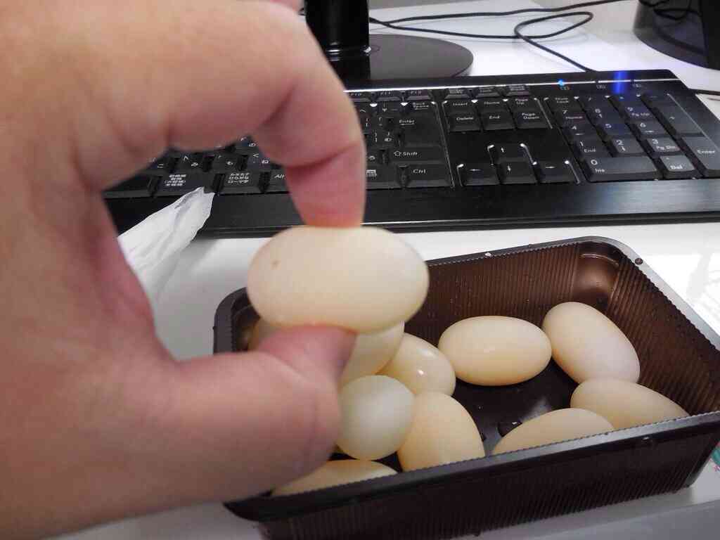 なぜそんなところで…ペットの亀が風呂場で産卵！